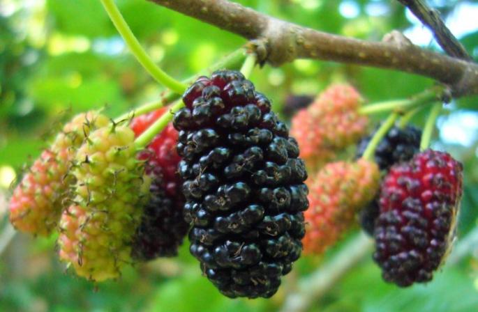 Medicinal properties of mulberry