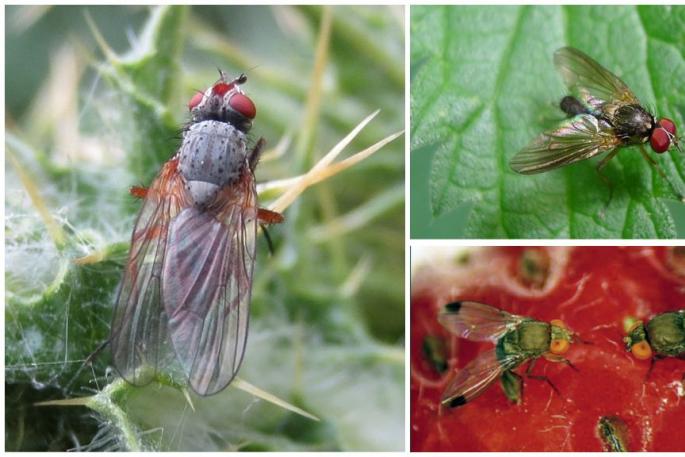 Bagaimana cara mengatasi lalat batang raspberry?
