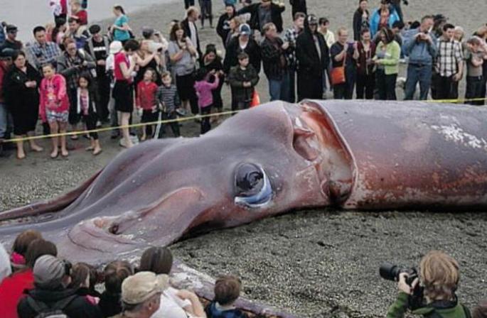 Is the giant squid just a legend?