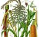 Theories of the origin and evolution of corn Wild corn