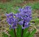 Hyacintové kvety: popis, pestovanie a foto
