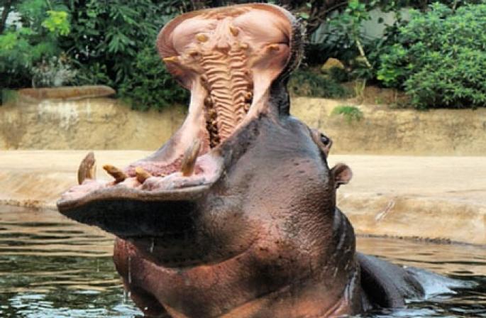 Dream Interpretation: I dreamed about a hippopotamus