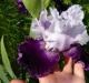 The legendary iris flower