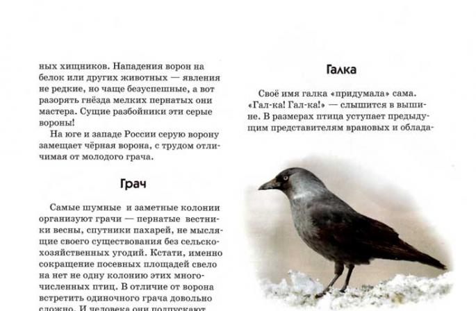 Семейство Врановые (Corvidae) Птица сем вороновых