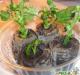 Ročná chryzantéma v záhrade: od výsadby po starostlivosť