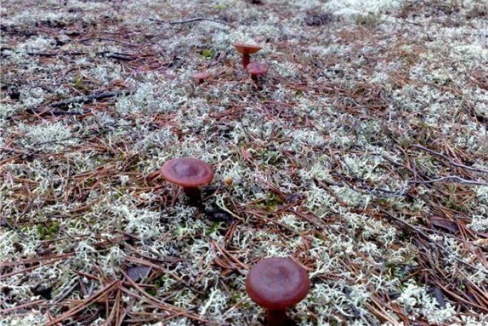 Opis i mjesta distribucije gorke gljive, fotografija Šta se može učiniti od gorke gljive