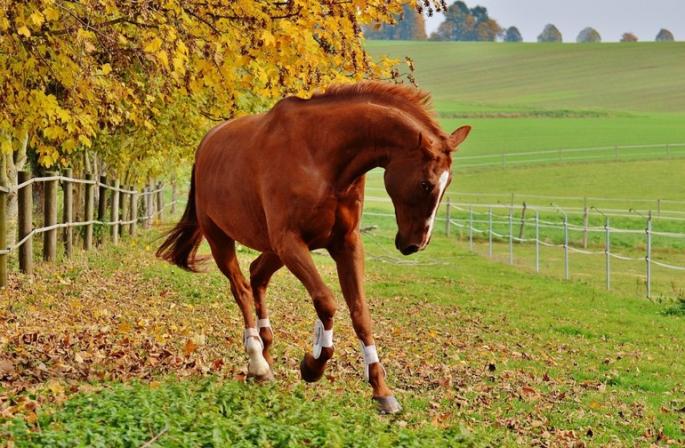 Sapņu interpretācija - zirgs un ar zirgiem saistītu sapņu interpretācija
