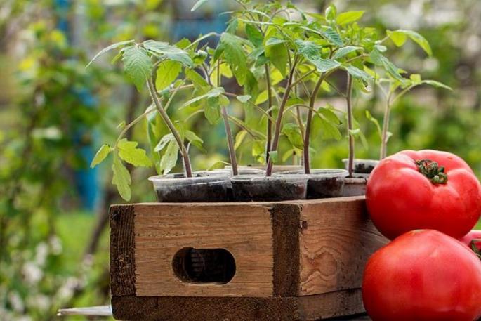 Domates fidelerinin ekimi: Fidelere domates tohumu ekimi için en uygun zamanlama şeması nasıl seçilir