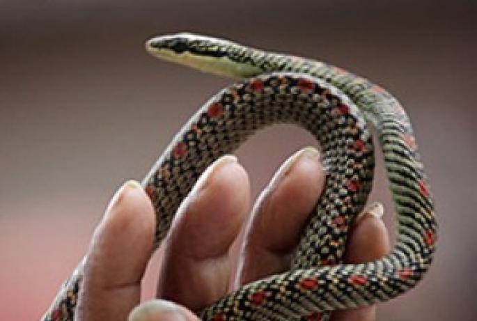 Mengapa seorang wanita hamil memimpikan seekor ular