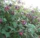 Garden blackberries: planting, care and pruning Garden blackberries planting and care