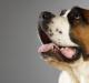 Pourquoi le chien sent par la bouche: causes et symptômes de maladies probables, moyens d'éliminer l'halitose