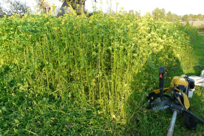 Ako nahradiť hnoj na chate: zelené hnojenie ako alternatívne hnojivo