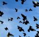 Prečo žena sníva o holuboch vo sne: vydatá, dievča, tehotná - výklad z rôznych kníh snov Sen sníval o holubici
