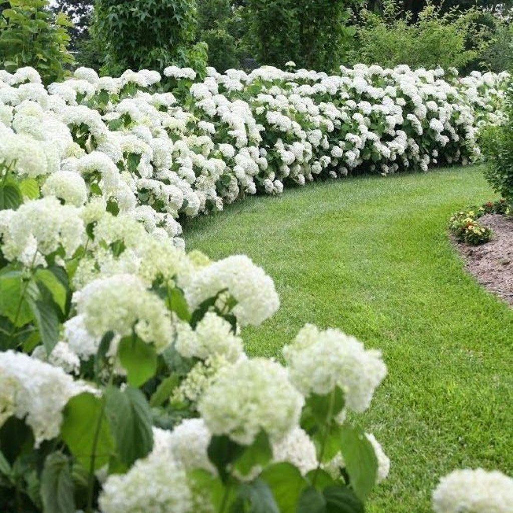 美しいふわふわの花 花は白いです 白い花の名前 説明 写真