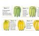 Banāni: komerciāla uzglabāšana