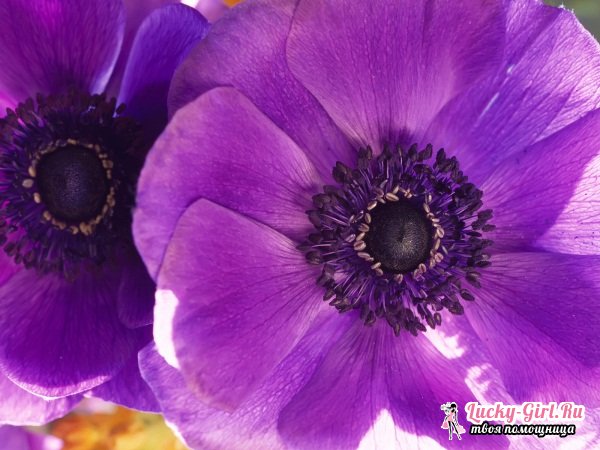 Цветы Фиолетового Цвета Названия И Фото